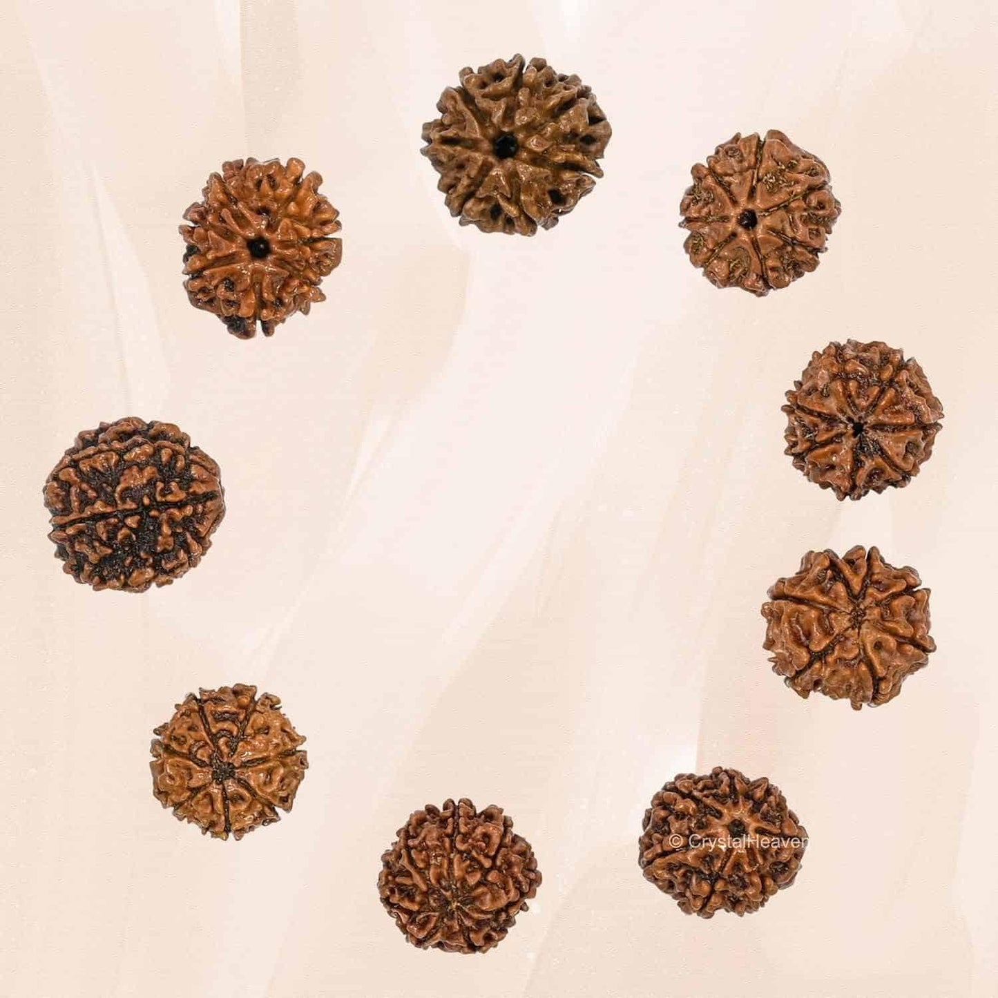 7 Mukhi Rudraksha with Silver Cap – Spiritual Protection Pendant | NISHU Superstores