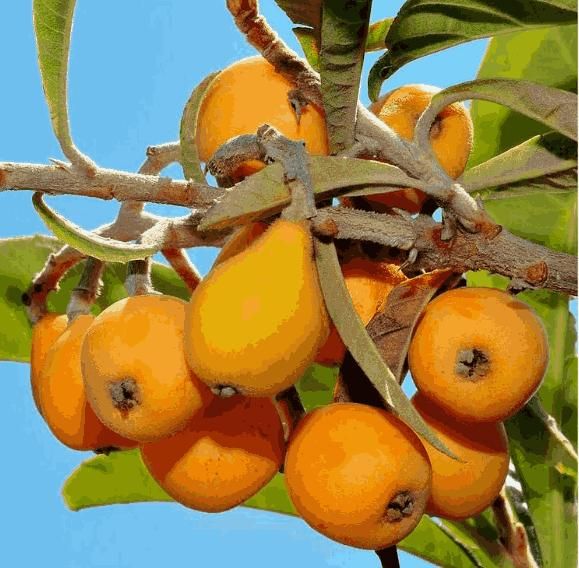 Five-Star Loquat Seeds – Premium Quality, Juicy Fruit, Easy to Grow | NISHU Superstores