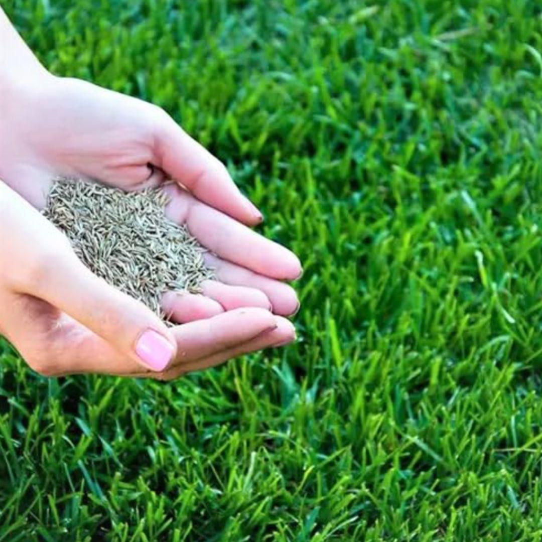 Hybrid Grass Seeds (100 Seeds) – Perfect for Lush Home Gardening | NISHU Superstores