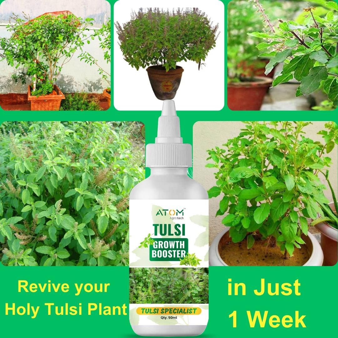 Tulsi Growth Booster (Pack of 2) – Healthy & Lush Plant Growth Formula | NISHU Superstores