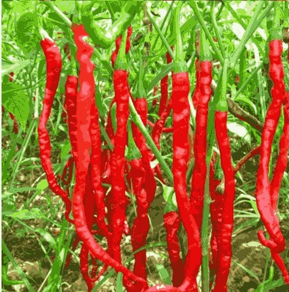 Hybrid Chili Seeds – High Yield, Spicy & Easy to Grow | NISHU Superstores
