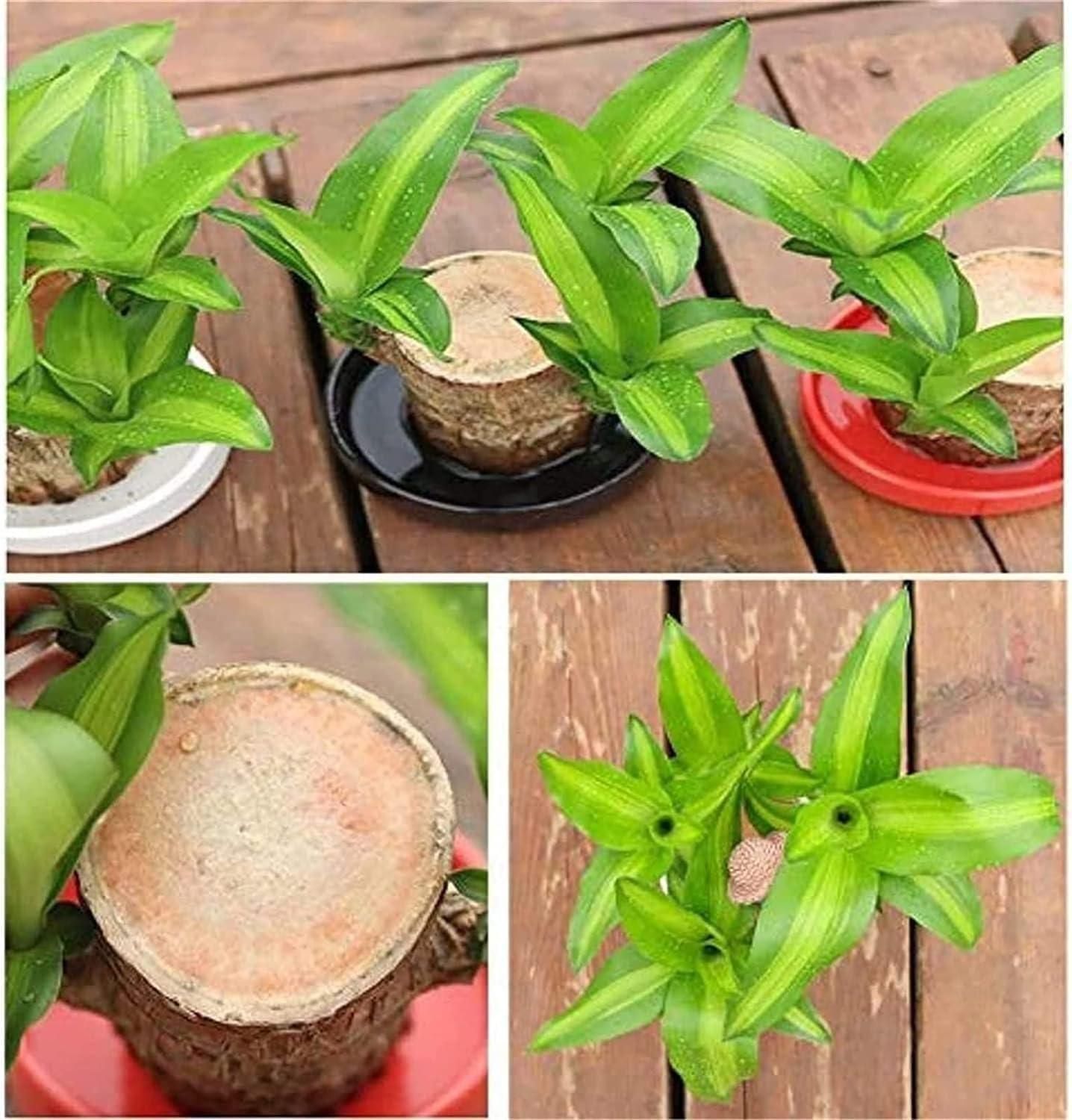 Brazilian Lucky Wood – Mini Home Plant Decoration for Positivity & Style | NISHU Superstores