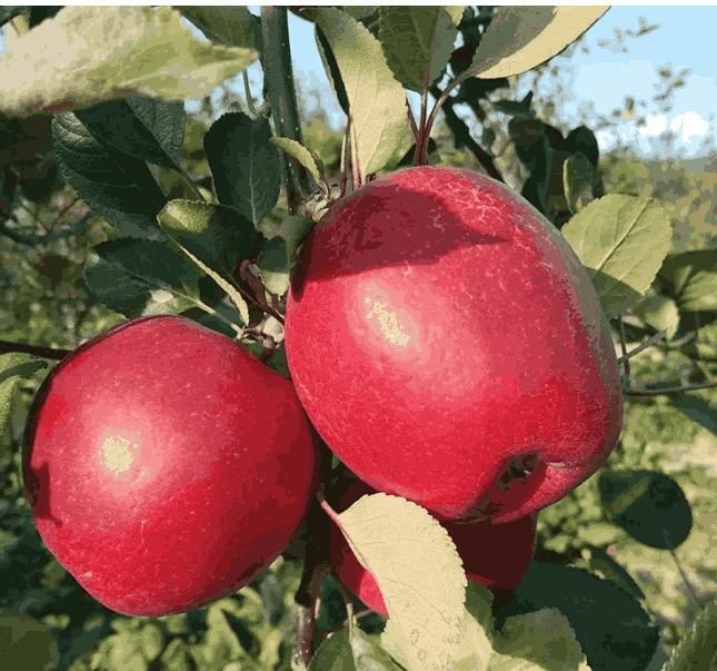 Red Apple Seeds for Home Gardening – Sweet & Juicy Fruit Trees | NISHU Superstores