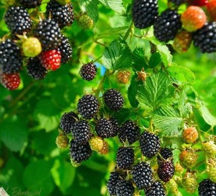 Sweet Giant Blackberry Seeds – High Yield, Juicy & Organic | NISHU Superstores