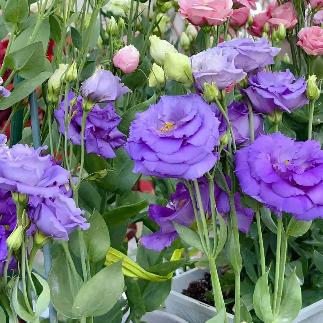 Lisianthus Flower Seeds – Elegant Blooms for Home & Garden | NISHU Superstores