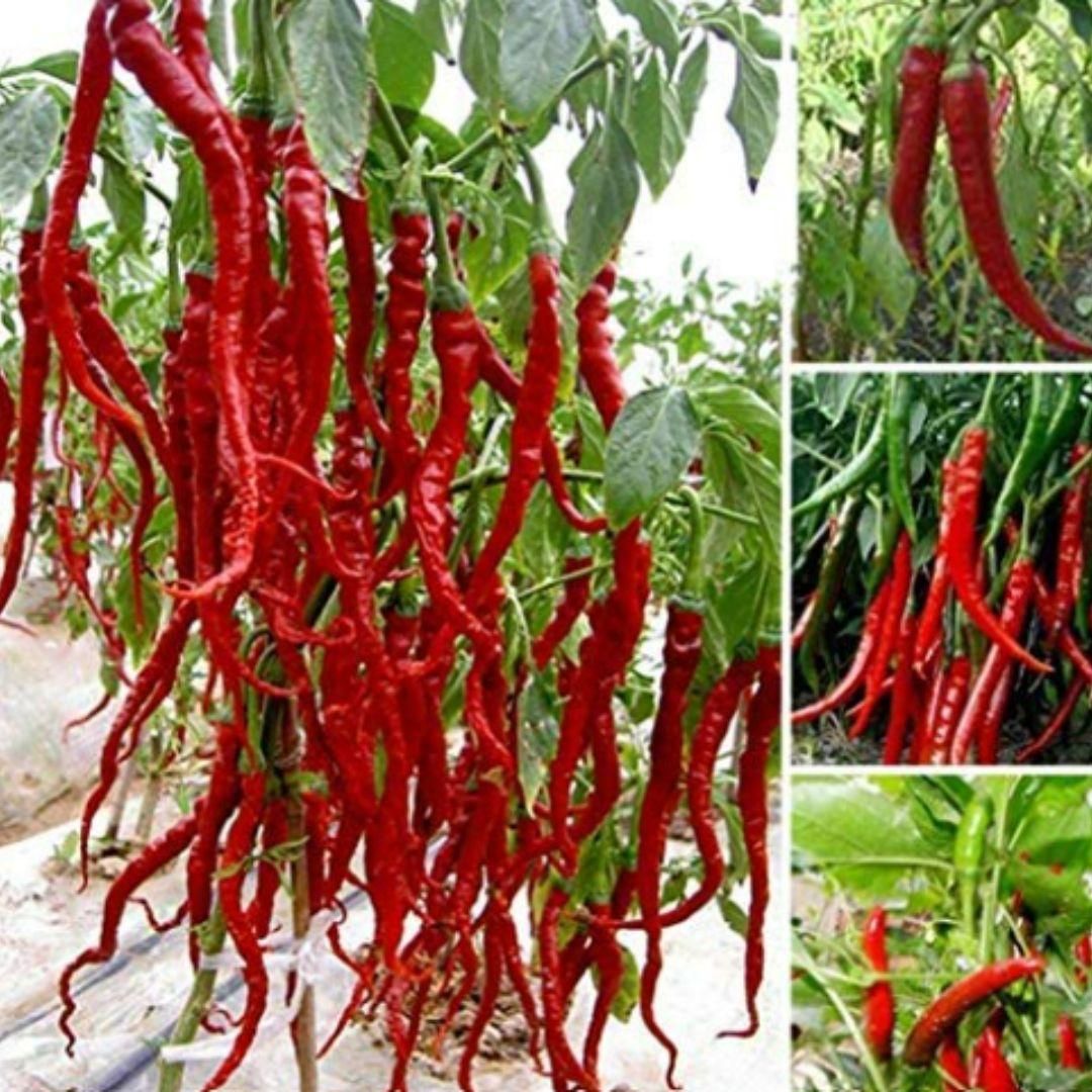 Hybrid Chili Seeds – High Yield, Spicy & Easy to Grow | NISHU Superstores