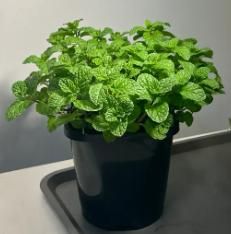 Ornamental & Edible Mint Varieties – Fresh Aroma & Dual Use | NISHU Superstores