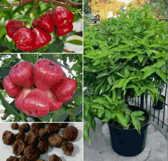 SUPER FRUITIVE Thai Wax Apple Seeds – Exotic Juicy Fruit for Home Growing | NISHU Superstores