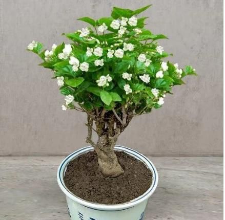 Double Jasmine Flower Seeds – Fragrant & Full-Bloom Garden Beauty | NISHU Superstores