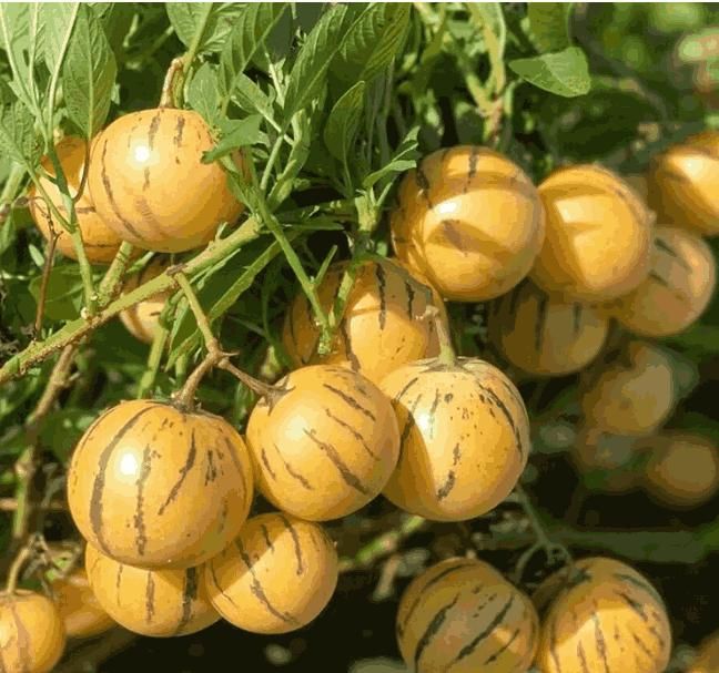 Ginseng Fruit Seeds – Medicinal & Nutrient-Rich Super fruit for Home Growing | NISHU Superstores