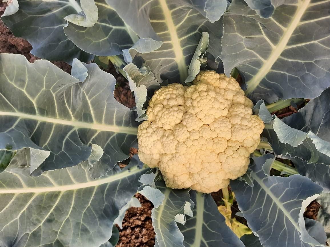 Cauliflower Vegetable Seeds (Pack of 20) – High Yield, Easy to Grow | NISHU Superstores