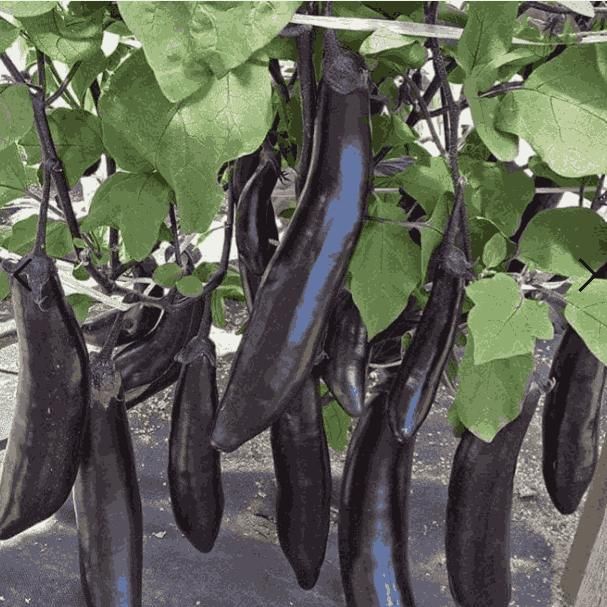 Giant Eggplant Seeds – High Yield Brinjal for Home Gardening | NISHU Superstores