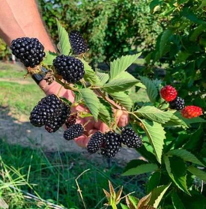Sweet Giant Blackberry Seeds – High Yield, Juicy & Organic | NISHU Superstores