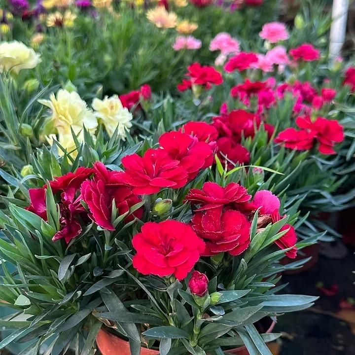 Carnation Seeds (100 gm) with Free Pot Mixture – Flower Seeds for Home Gardening | NISHU Superstores