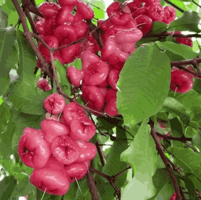 SUPER FRUITIVE Thai Wax Apple Seeds – Exotic Juicy Fruit for Home Growing | NISHU Superstores