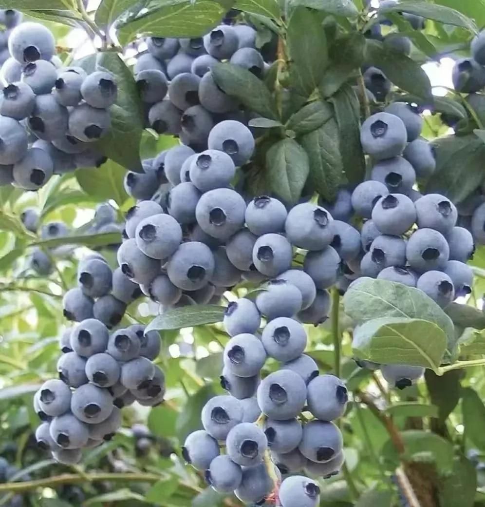 Giant Blueberry Fruit Seeds – Grow Juicy, Big Berries at Home | NISHU Superstores