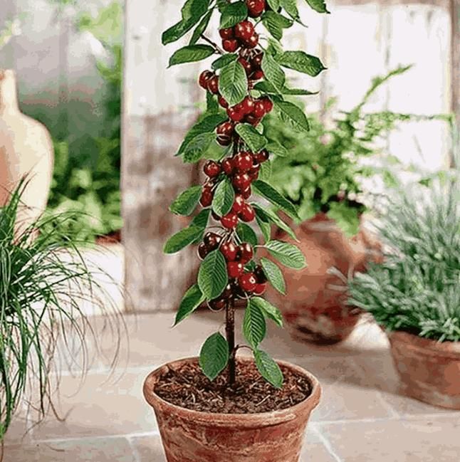 Rainier Cherry Fruit Seeds – Grow Sweet & Juicy Cherries at Home | NISHU Superstores