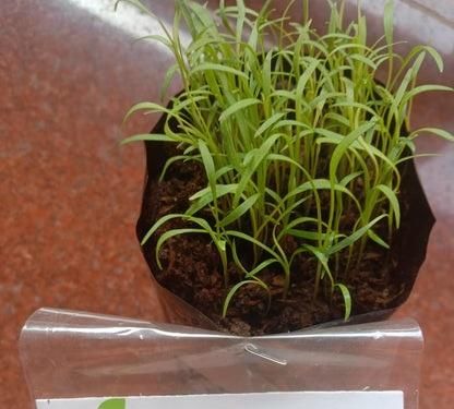 Carrot Vegetable Seeds – Pack of 20 for Healthy Home Gardening | NISHU Superstores