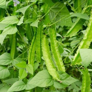 Dragon Bean Seeds – High-Yield, Nutritious & Easy to Grow | NISHU Superstores