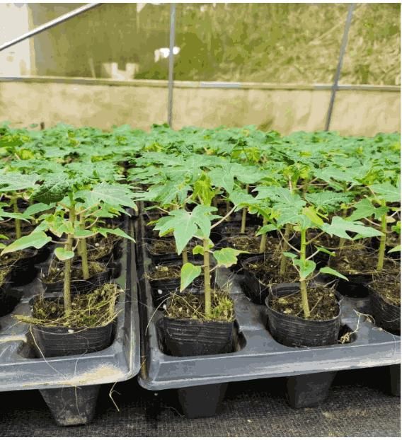 Golden Creamy Papaya Seeds – Sweet, Juicy & Easy to Grow | NISHU Superstores