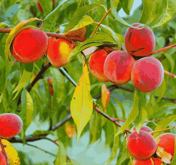 Peach Tree Seeds – Grow Juicy, Sweet Peaches at Home | NISHU Superstores