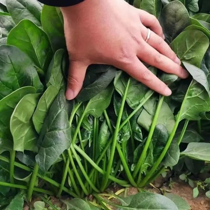 Spinach Vegetable Seeds (Pack of 20) – High Yield, Fast Growing | NISHU Superstores