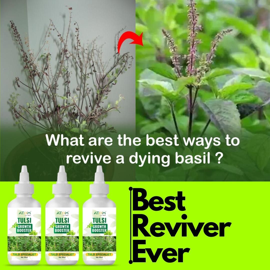 Tulsi Growth Booster (Pack of 2) – Healthy & Lush Plant Growth Formula | NISHU Superstores