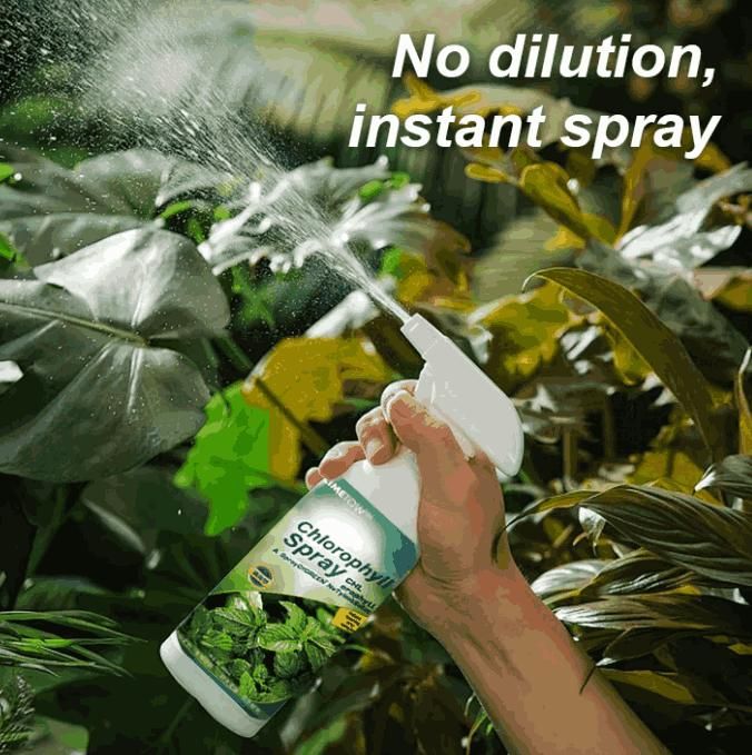 Chlorophyll Spray 100ML – Natural Detox & Skin Refresher | NISHU Superstores