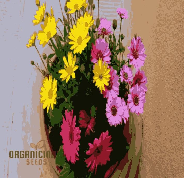 Gerbera Mix Flowering Seeds – Vibrant Blooms for Home & Garden | NISHU Superstores