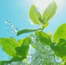 Ornamental & Edible Mint Varieties – Fresh Aroma & Dual Use | NISHU Superstores