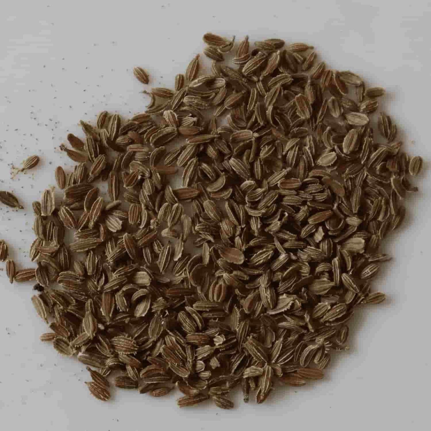 Carrot Vegetable Seeds – Pack of 20 for Healthy Home Gardening | NISHU Superstores