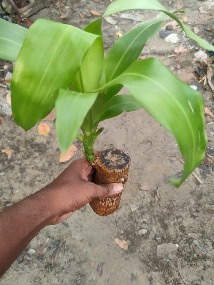 Brazilian Lucky Wood – Mini Home Plant Decoration for Positivity & Style | NISHU Superstores