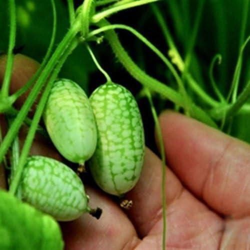 Mini Thumb Size Watermelon Seeds – Cute, Sweet & Easy to Grow | NISHU Superstores