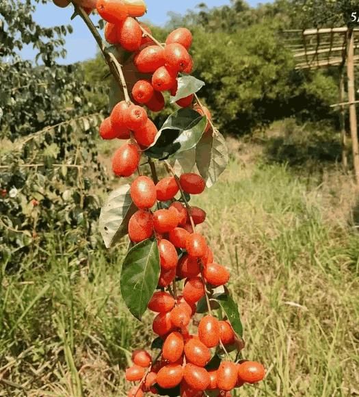 Buddha Lantern Fruit Seeds – Unique Decorative & Edible Fruit Plant | NISHU Superstores