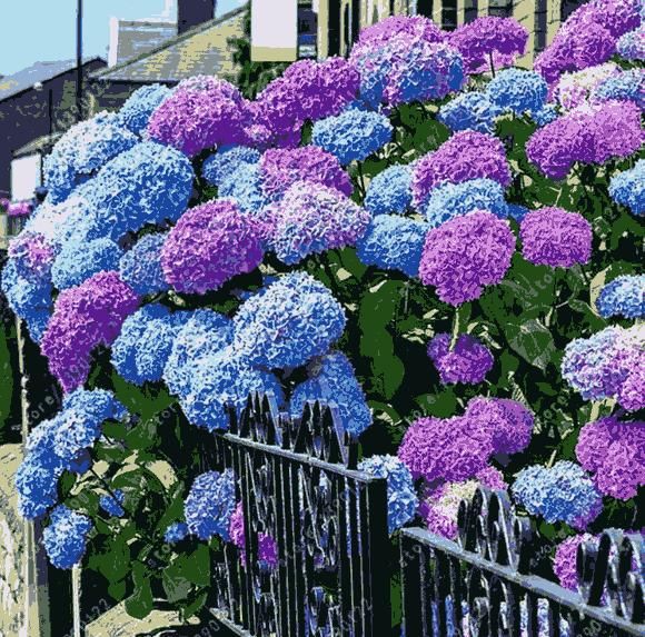 Hydrangea Seeds – Bloom Vibrant Colors & Unlock Nature’s Beauty | NISHU Superstores