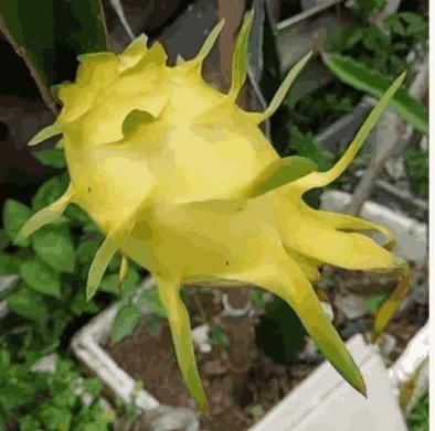 Multi-Colored Dragon Fruit Seeds – Exotic & Nutritious Fruits for Home Garden | NISHU Superstores