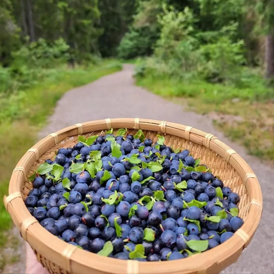 Giant Blueberry Fruit Seeds – Grow Juicy, Big Berries at Home | NISHU Superstores