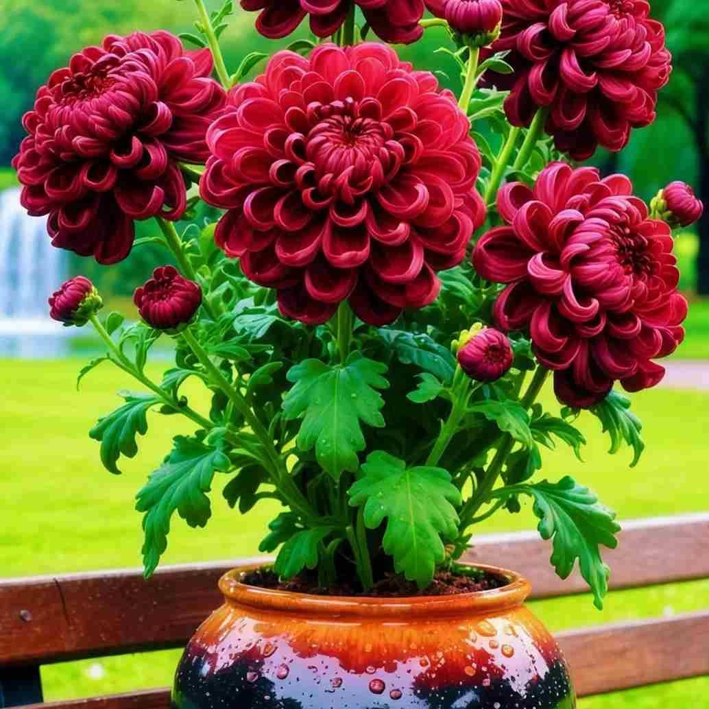 Double-Petal Chrysanthemums Seeds + 100g Organic Pot Mix Free – Gardening Kit | NISHU Superstores