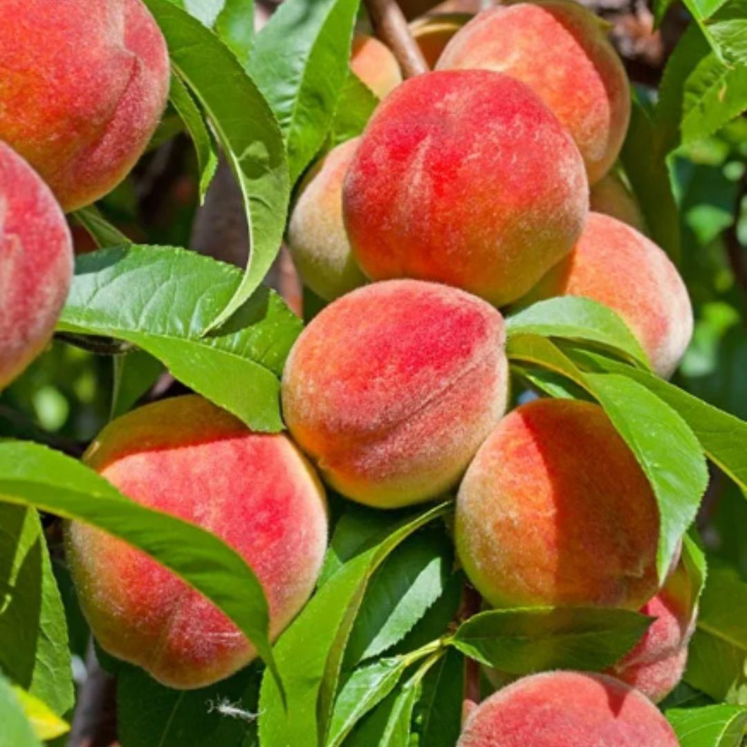 Peach Tree Seeds – Grow Juicy, Sweet Peaches at Home | NISHU Superstores