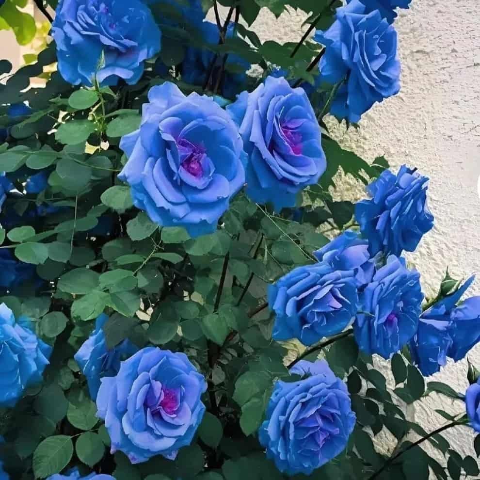 Blue Climbing Rose Seeds – Rare Flower Seeds for Garden Beauty | NISHU Superstores