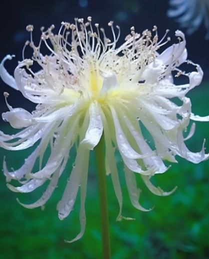 Lily Equinox Flower Bulbs Seeds – Exotic Blooming Garden Beauties | NISHU Superstores
