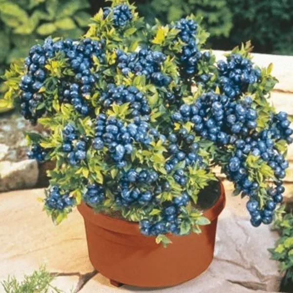 Giant Blueberry Fruit Seeds – Grow Juicy, Big Berries at Home | NISHU Superstores