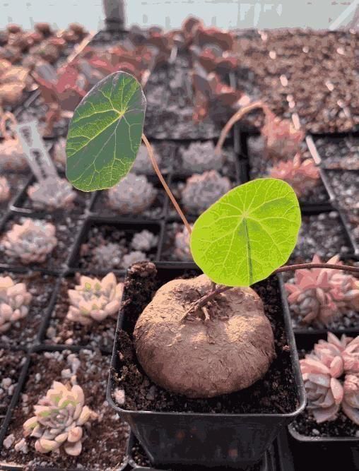 Stephania Erecter Plant – Unique Indoor Air-Purifying Plant | NISHU Superstores