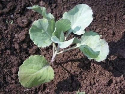 Cauliflower Vegetable Seeds (Pack of 20) – High Yield, Easy to Grow | NISHU Superstores
