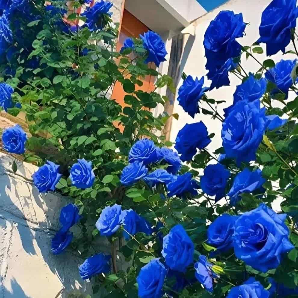 Blue Climbing Rose Seeds – Rare Flower Seeds for Garden Beauty | NISHU Superstores