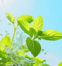 Ornamental & Edible Mint Varieties – Fresh Aroma & Dual Use | NISHU Superstores