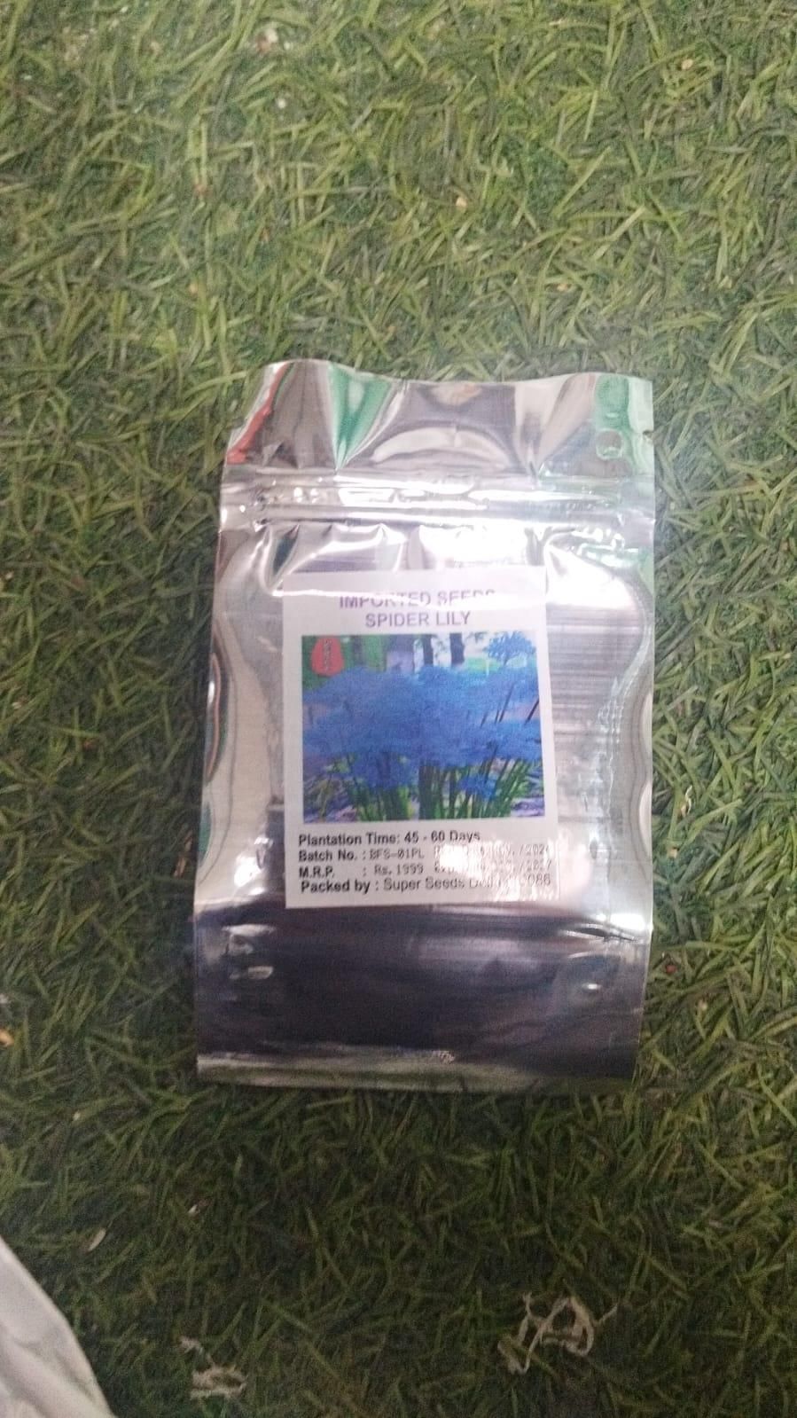 Lily Equinox Flower Bulbs Seeds – Exotic Blooming Garden Beauties | NISHU Superstores
