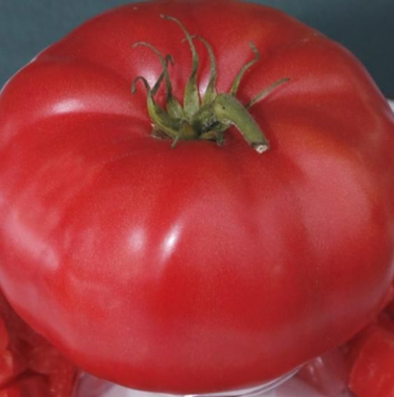 Giant Monster Tomato Seeds – Extra-Large, Juicy & High-Yield Variety | NISHU Superstores