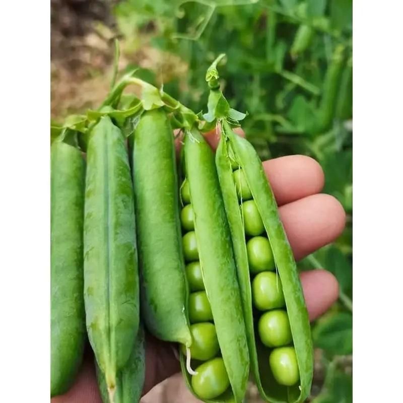 Green Peas Seeds (Pack of 20) – Fresh, High-Yield Vegetable Seeds for Home Garden | NISHU Superstores