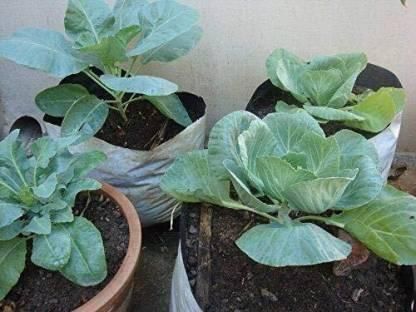 Cauliflower Vegetable Seeds (Pack of 20) – High Yield, Easy to Grow | NISHU Superstores